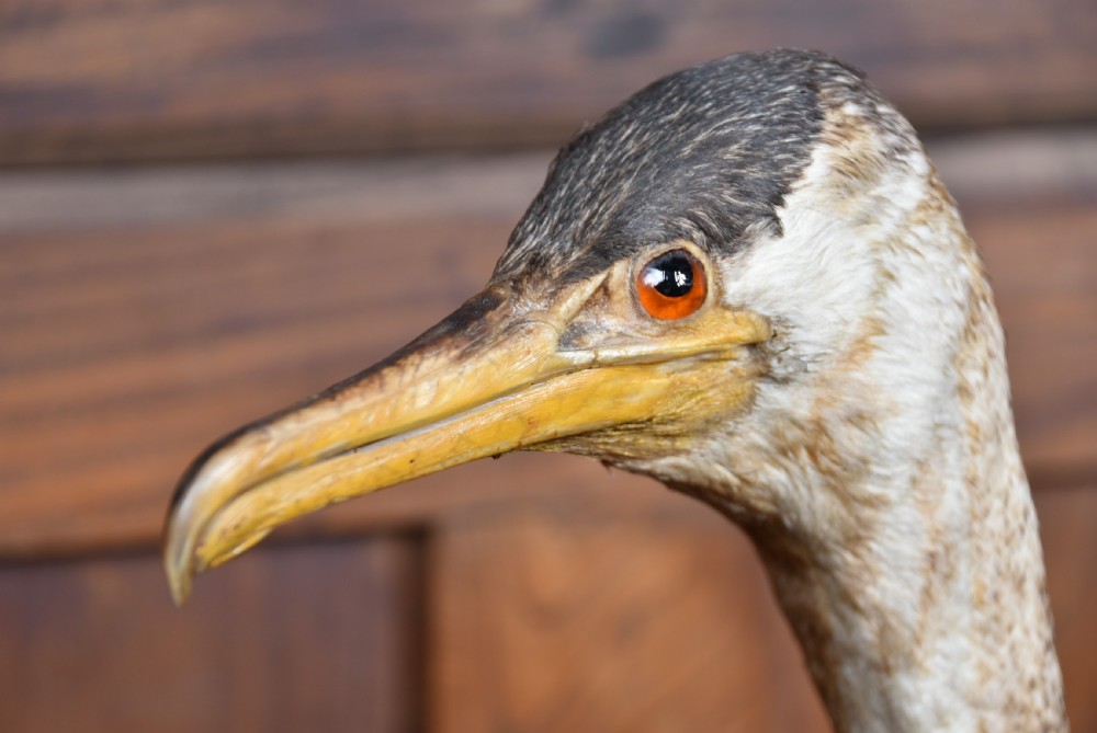 A full mount taxidermy great cormorant with dark brown plumage, off-white neck, and webbed feet, standing on a grey stone base. View VI