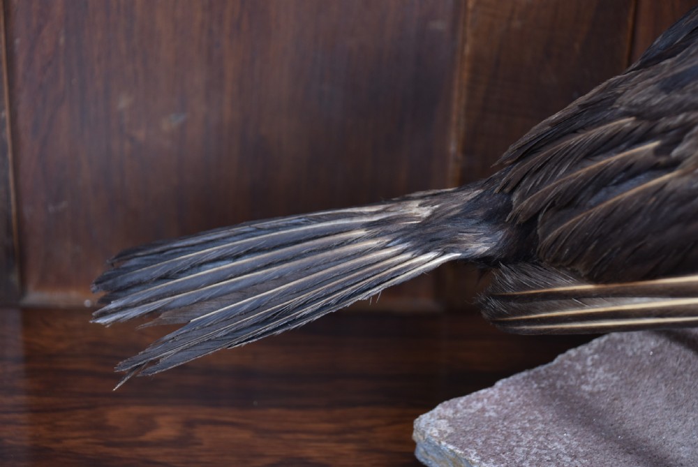 A full mount taxidermy great cormorant with dark brown plumage, off-white neck, and webbed feet, standing on a grey stone base. View X