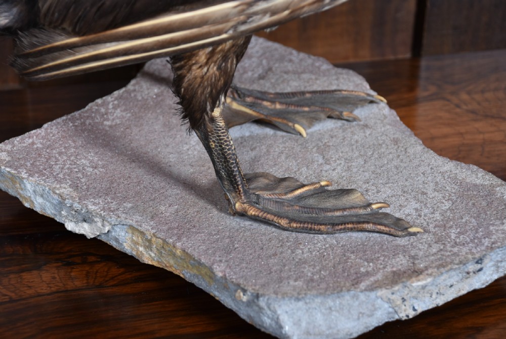 A full mount taxidermy great cormorant with dark brown plumage, off-white neck, and webbed feet, standing on a grey stone base. View XI