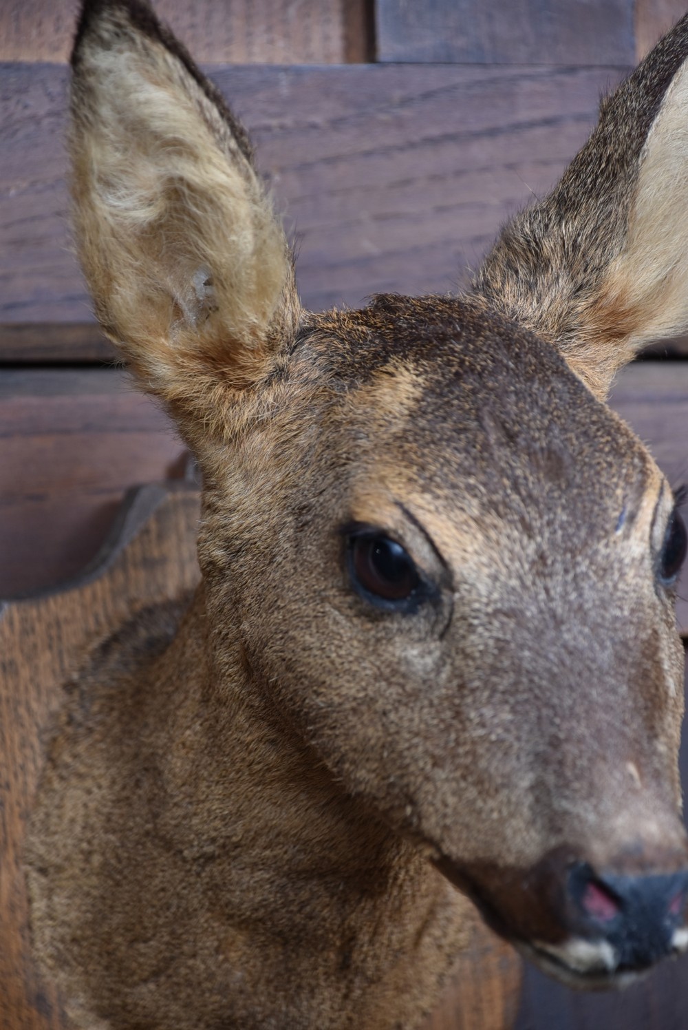 A front-facing taxidermy roe deer head mount affixed to a carved oak shield plaque. View V