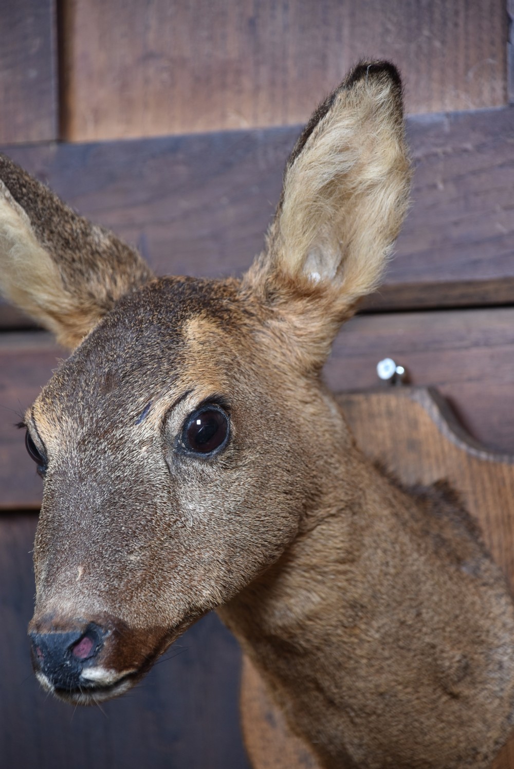 A front-facing taxidermy roe deer head mount affixed to a carved oak shield plaque. View VI