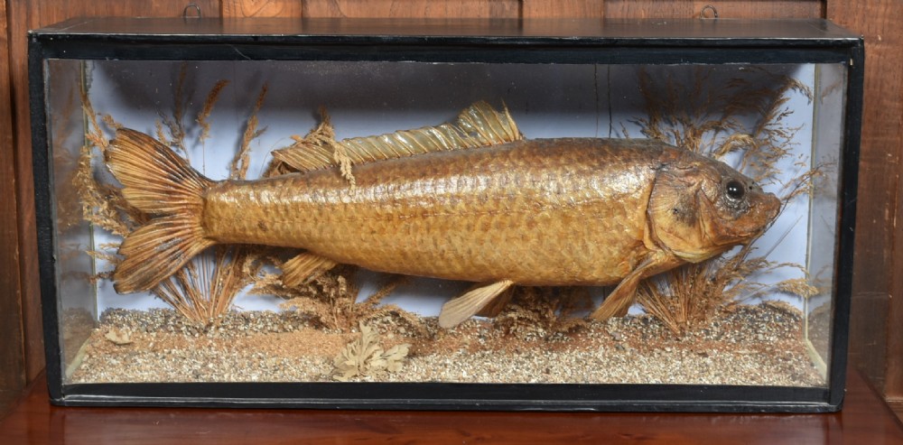 Taxidermy Carp in Case