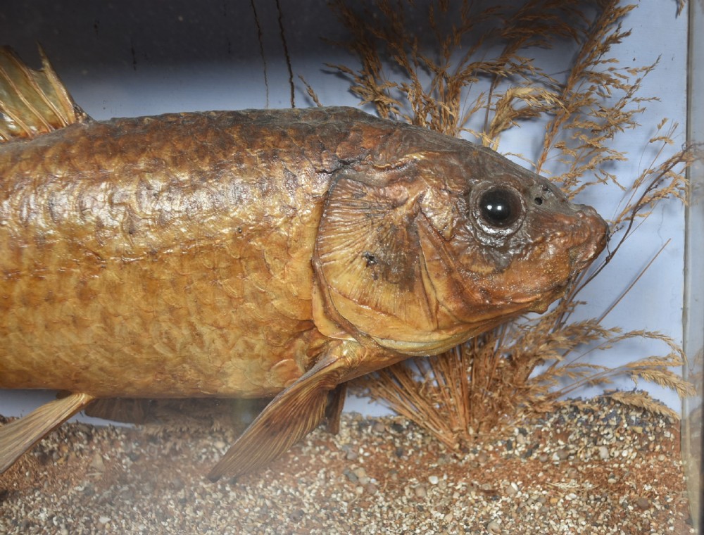 Taxidermy Carp in Case View II