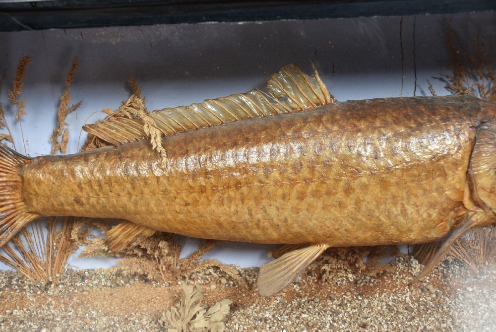 Taxidermy Carp in Case View III