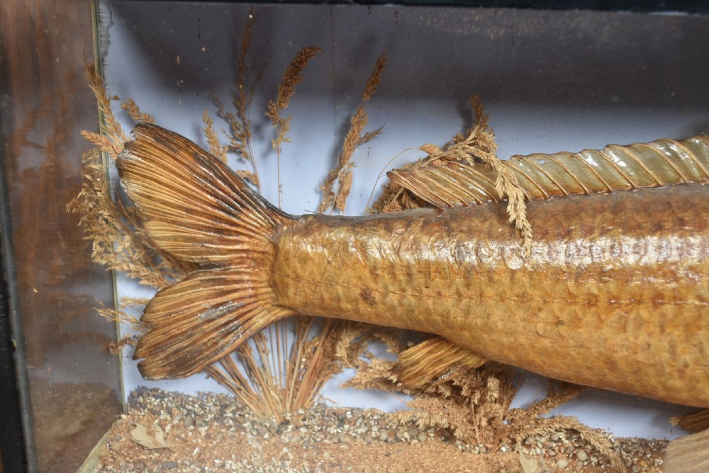 Taxidermy Carp in Case View V