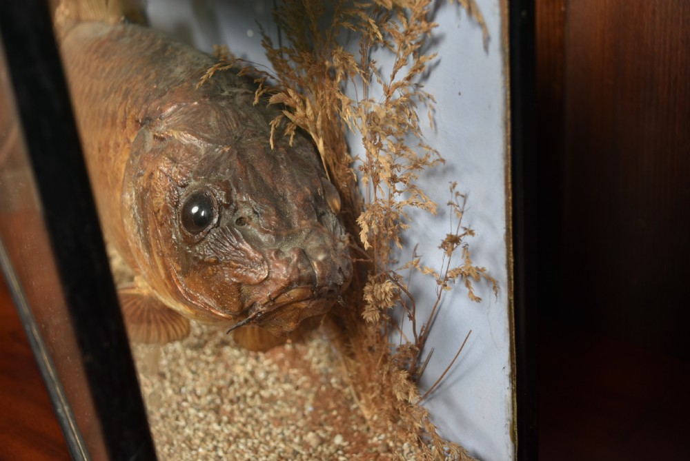 Taxidermy Carp in Case View VI