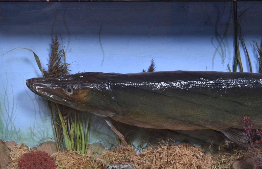 Taxidermy Pike in Case View III