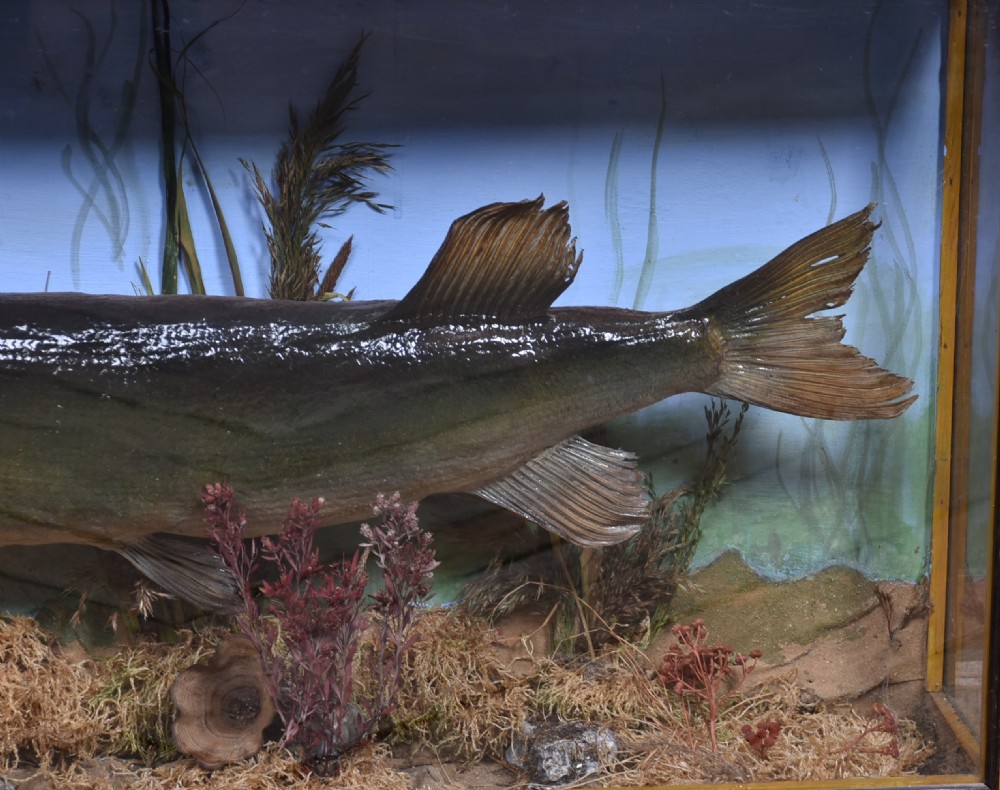 Taxidermy Pike in Case View V