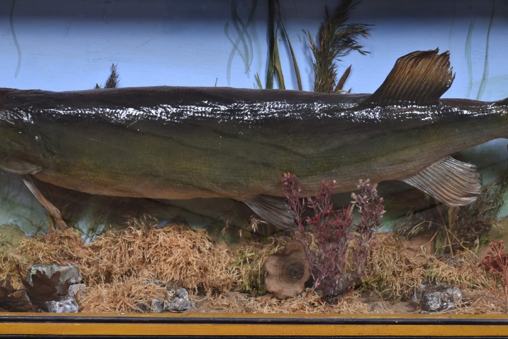 Taxidermy Pike in Case View VI