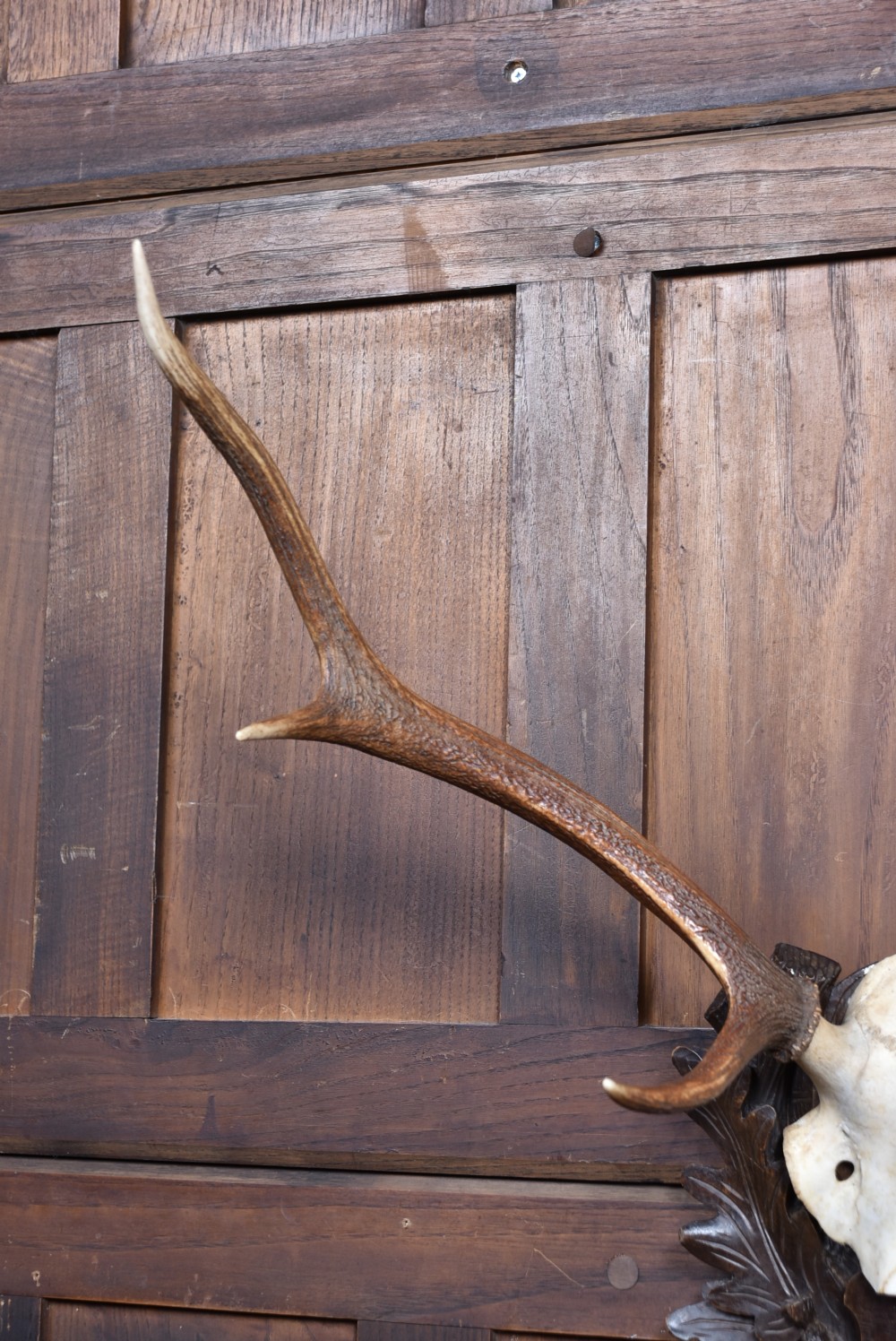 Taxidermy Six- Point Antlers View VI