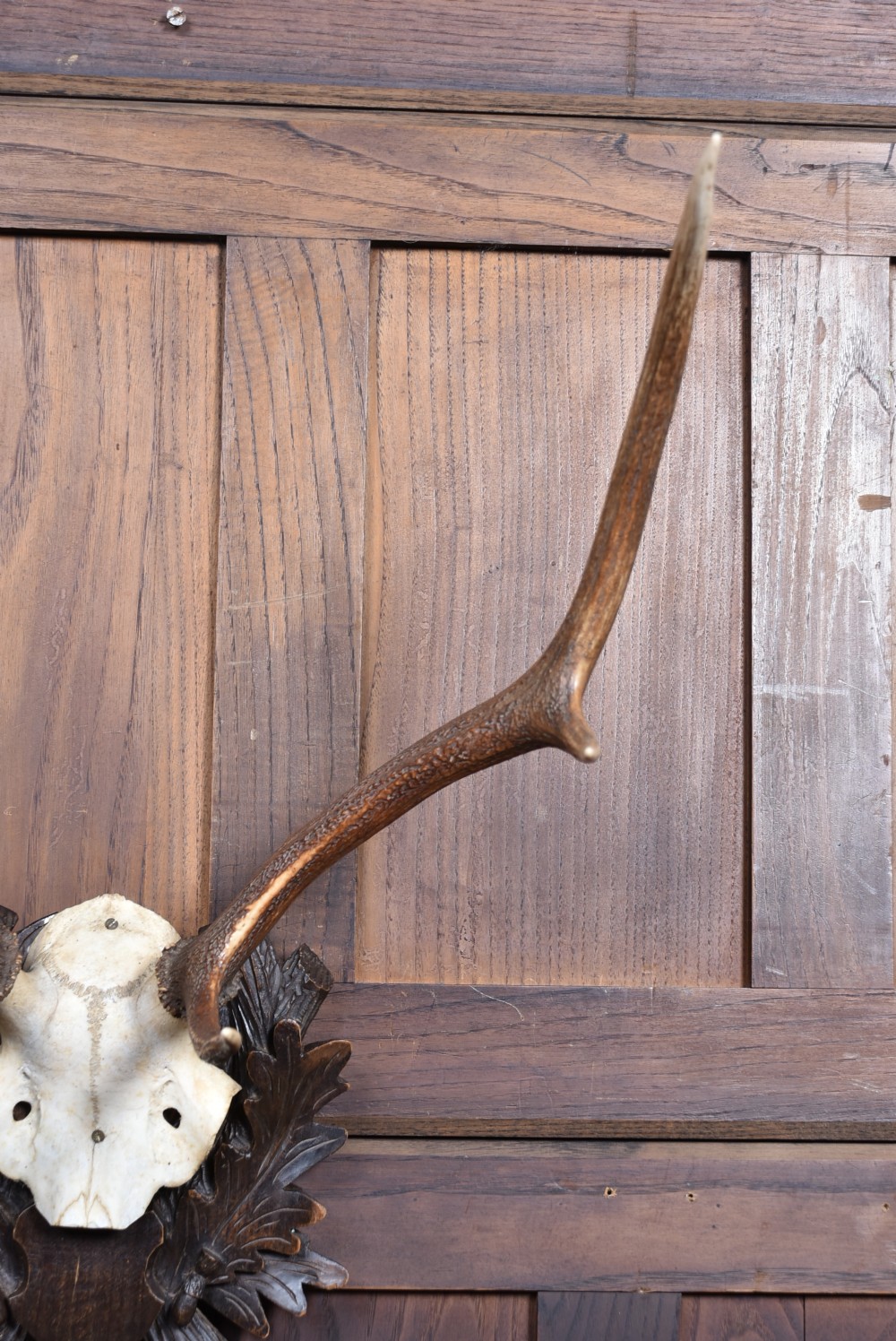 Taxidermy Six- Point Antlers View VII