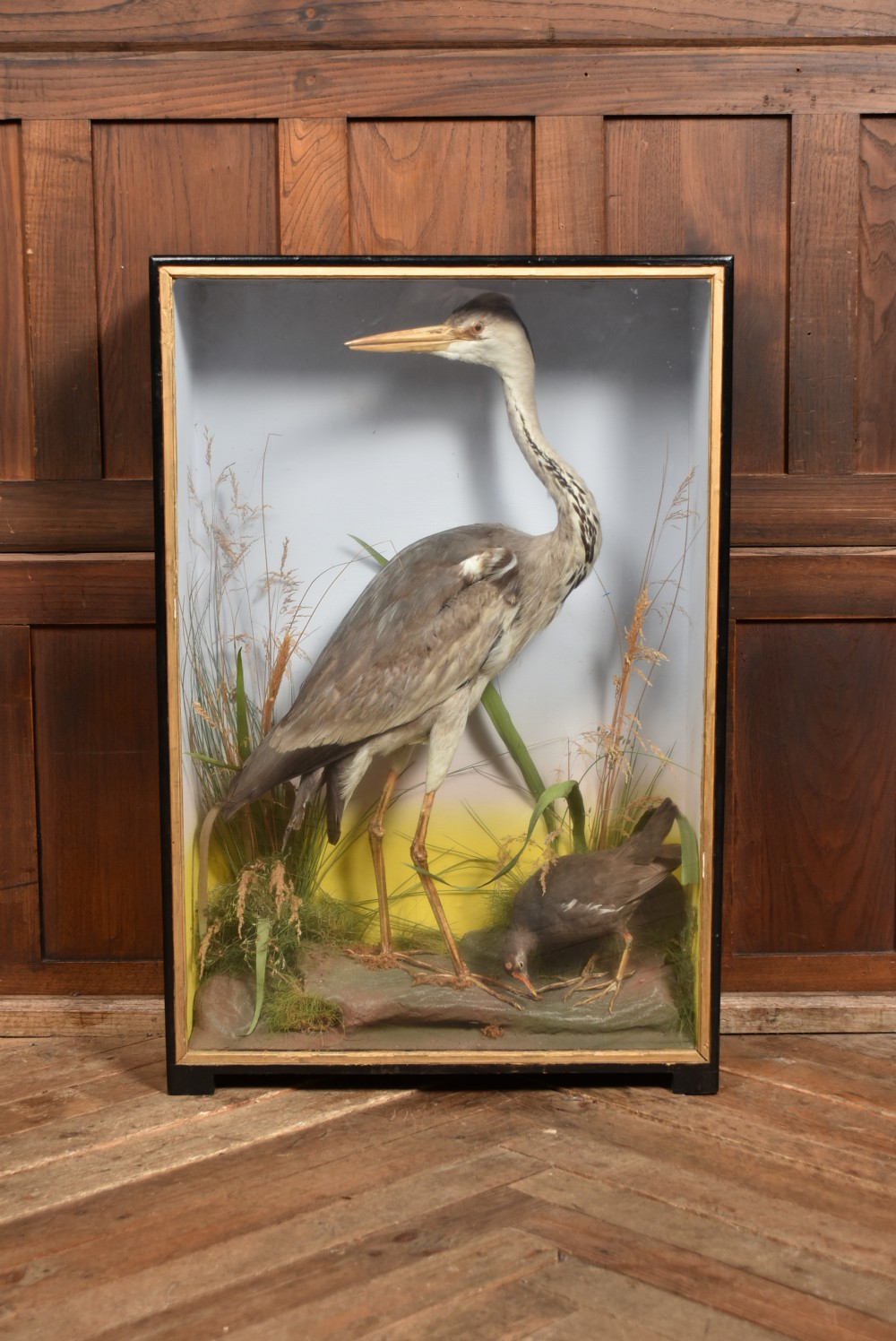 A rectangular black glass-fronted display case featuring full-mount taxidermy of a grey heron and a moorhen set against a painted background with marsh reeds.