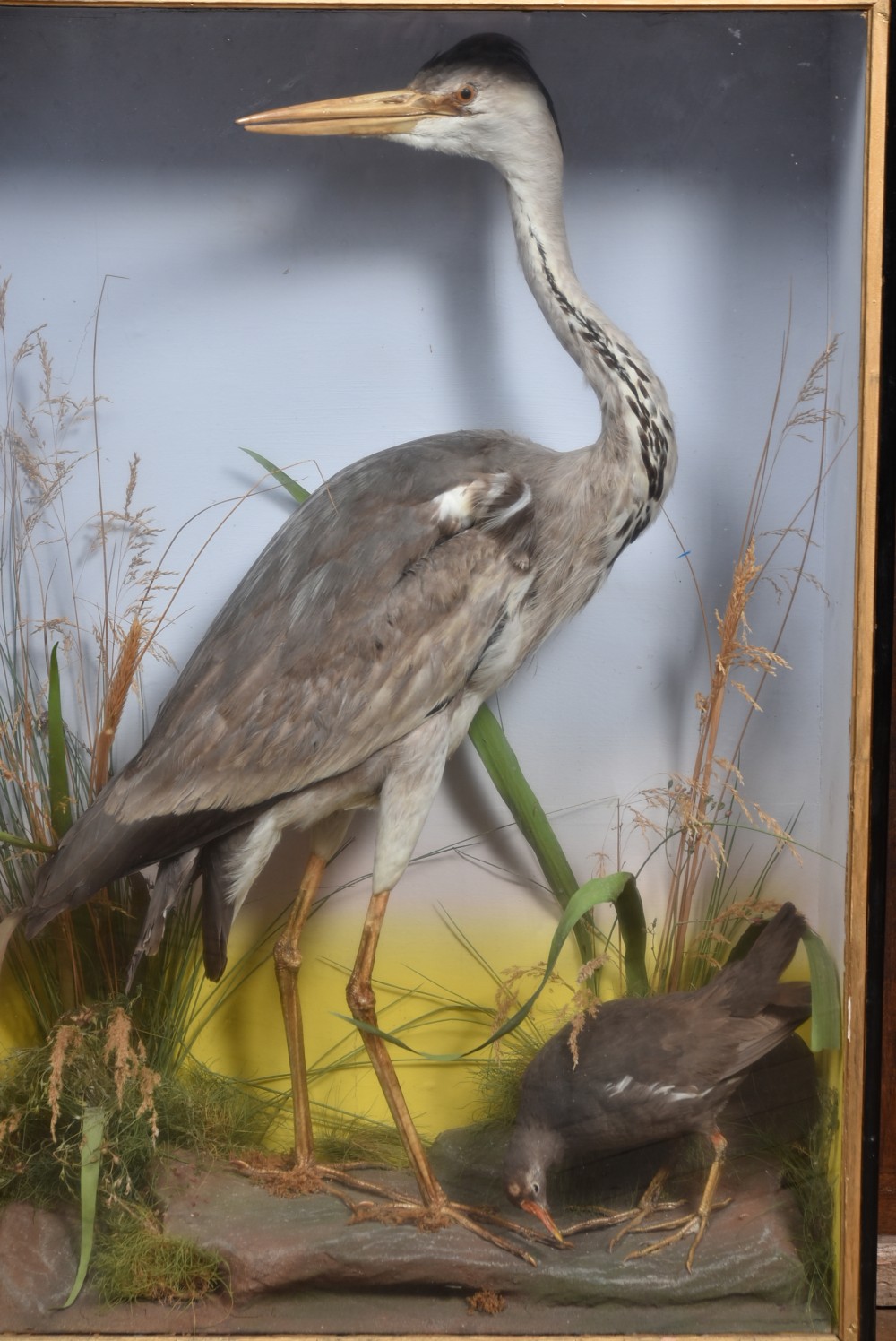 A rectangular black glass-fronted display case featuring full-mount taxidermy of a grey heron and a moorhen set against a painted background with marsh reeds. View II