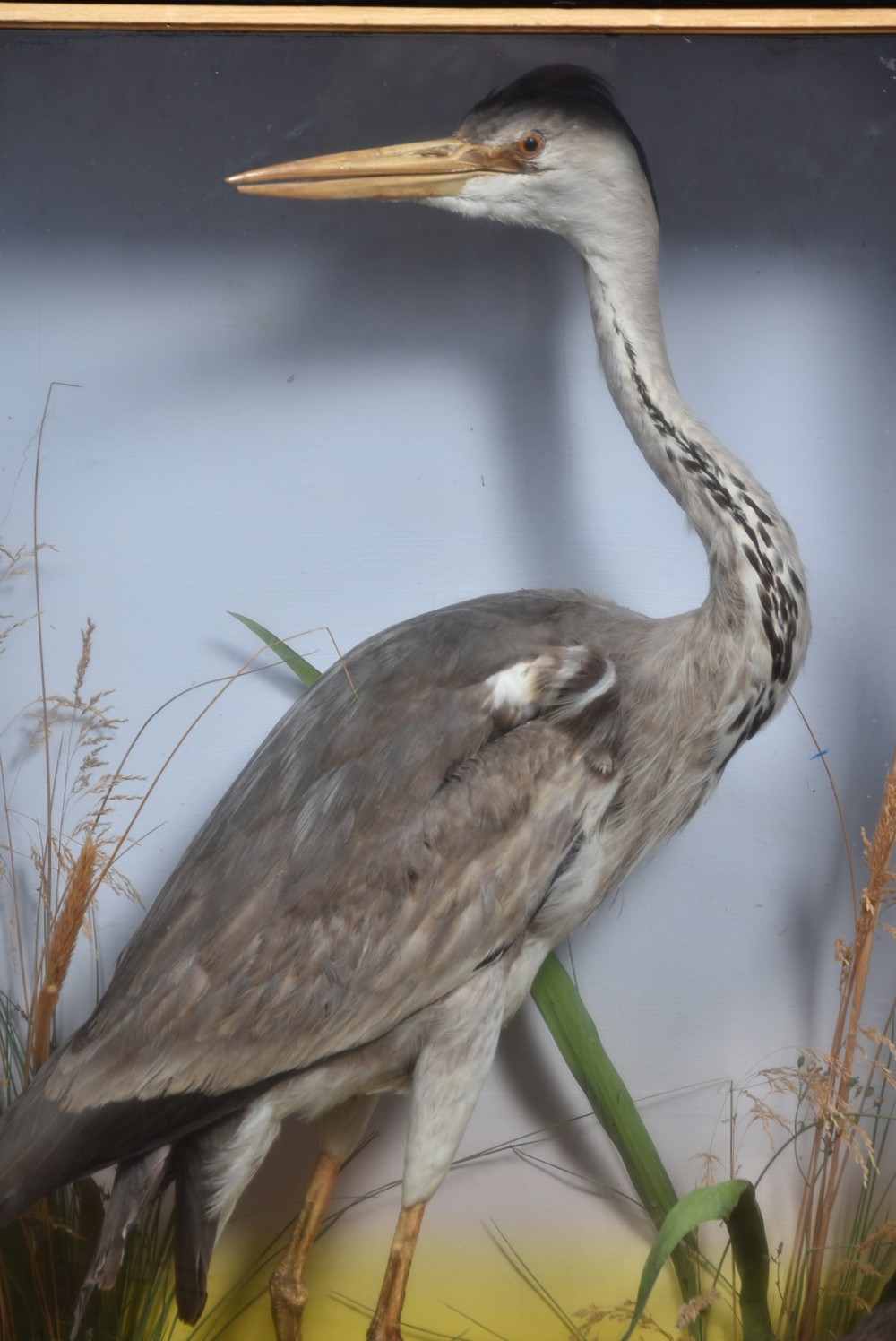 A rectangular black glass-fronted display case featuring full-mount taxidermy of a grey heron and a moorhen set against a painted background with marsh reeds. View III