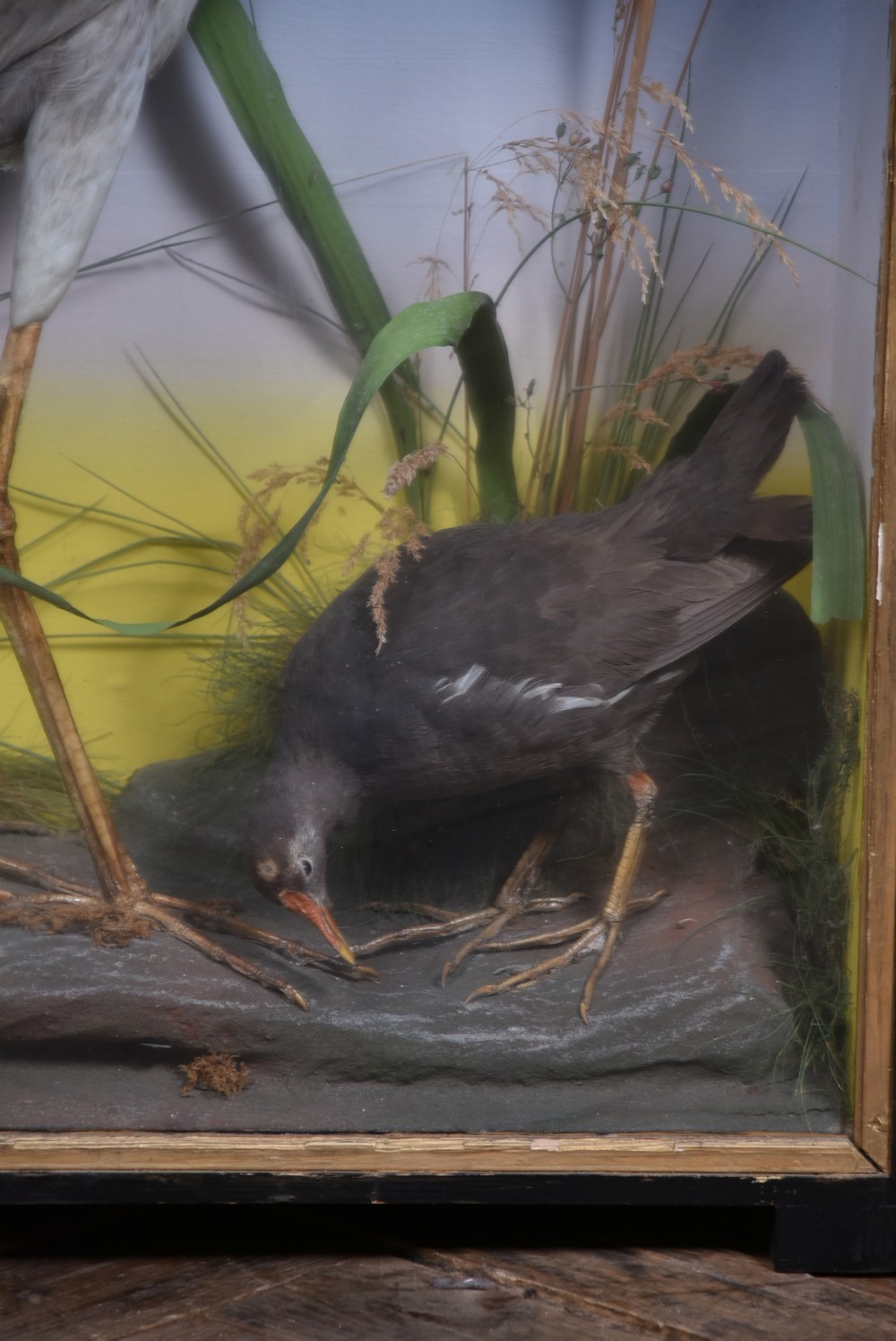 A rectangular black glass-fronted display case featuring full-mount taxidermy of a grey heron and a moorhen set against a painted background with marsh reeds. View IV