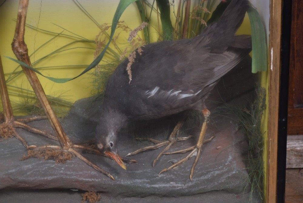 A rectangular black glass-fronted display case featuring full-mount taxidermy of a grey heron and a moorhen set against a painted background with marsh reeds. View V