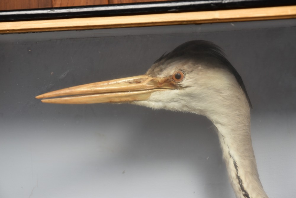 A rectangular black glass-fronted display case featuring full-mount taxidermy of a grey heron and a moorhen set against a painted background with marsh reeds. View VI