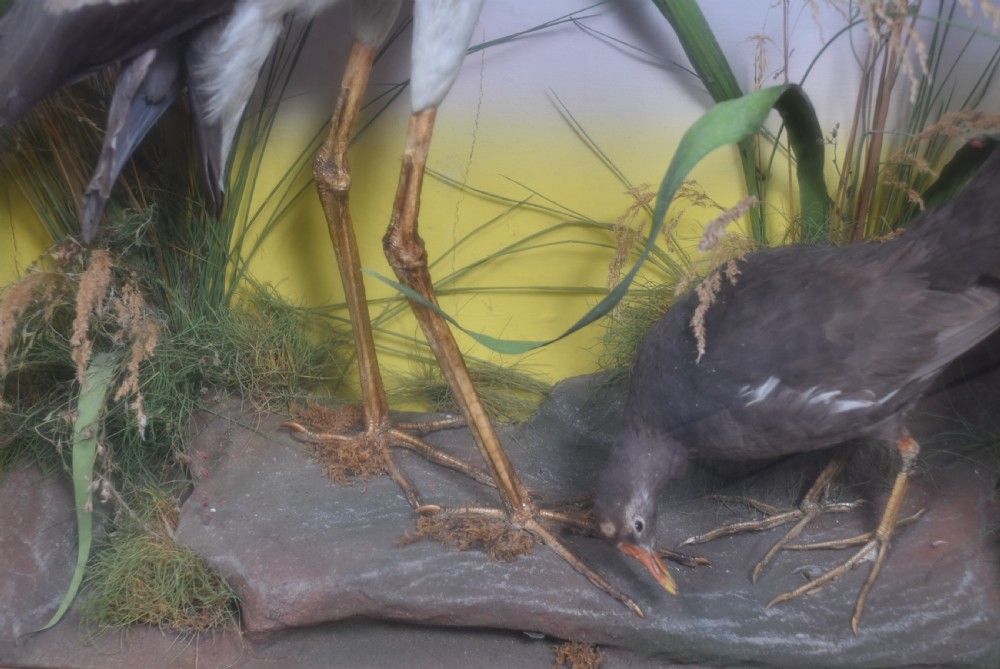 A rectangular black glass-fronted display case featuring full-mount taxidermy of a grey heron and a moorhen set against a painted background with marsh reeds. View VIII