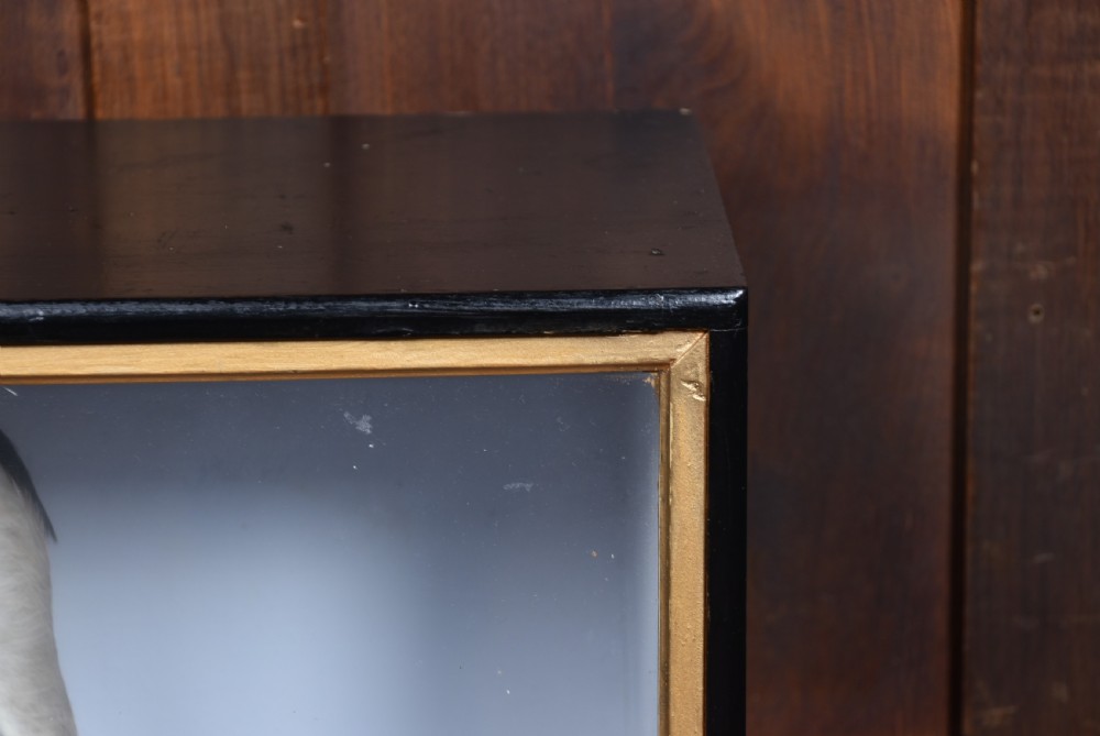 A rectangular black glass-fronted display case featuring full-mount taxidermy of a grey heron and a moorhen set against a painted background with marsh reeds. View IX