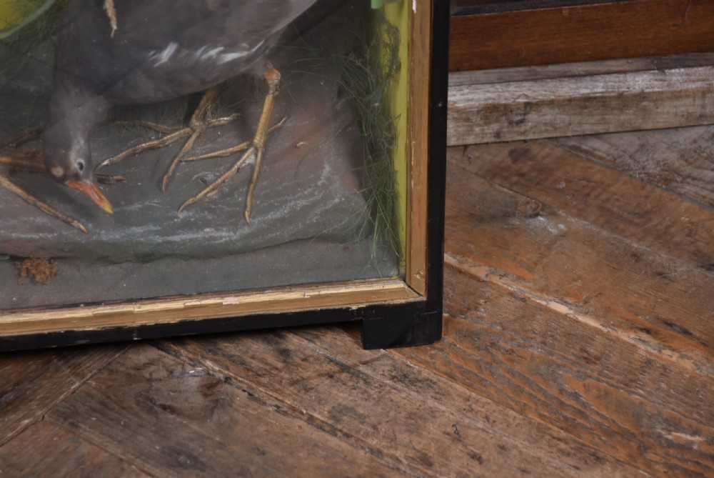 A rectangular black glass-fronted display case featuring full-mount taxidermy of a grey heron and a moorhen set against a painted background with marsh reeds. View XII