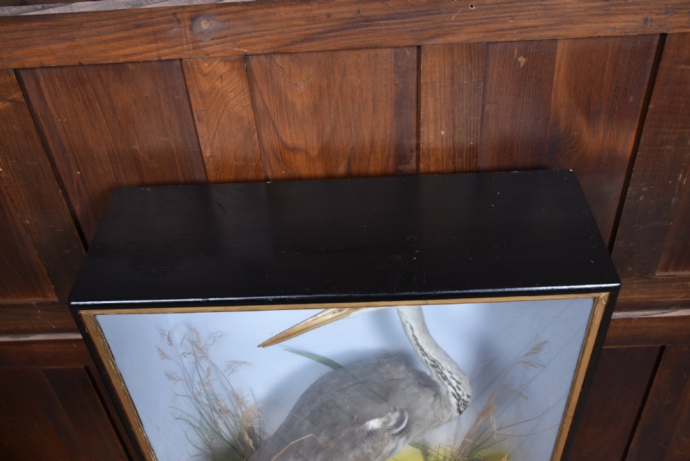 A rectangular black glass-fronted display case featuring full-mount taxidermy of a grey heron and a moorhen set against a painted background with marsh reeds. View XIII