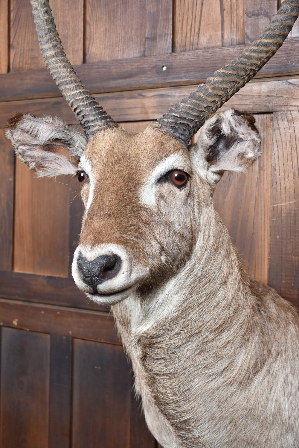 A taxidermy waterbuck shoulder mount featuring long, ridged, backward-curved horns, coarse greyish-brown fur, and white facial markings. View V