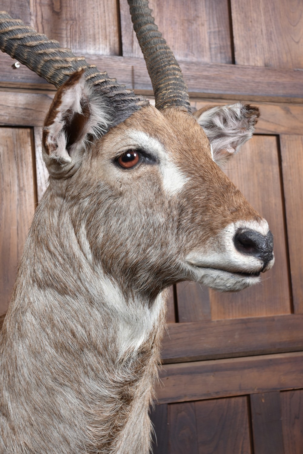 A taxidermy waterbuck shoulder mount featuring long, ridged, backward-curved horns, coarse greyish-brown fur, and white facial markings. View VII