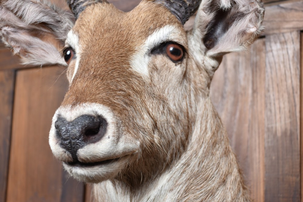 A taxidermy waterbuck shoulder mount featuring long, ridged, backward-curved horns, coarse greyish-brown fur, and white facial markings. View VIII