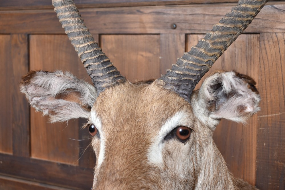 A taxidermy waterbuck shoulder mount featuring long, ridged, backward-curved horns, coarse greyish-brown fur, and white facial markings. View IX