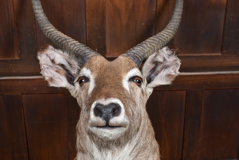 A taxidermy waterbuck shoulder mount featuring long, ridged, backward-curved horns, coarse greyish-brown fur, and white facial markings. View XI