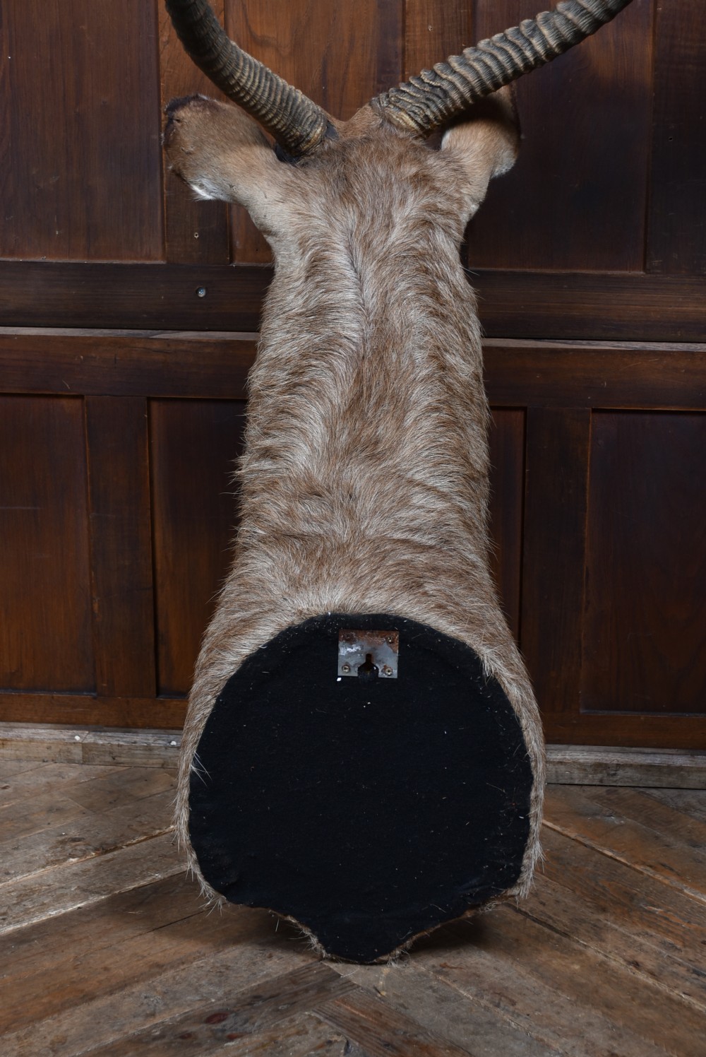 A taxidermy waterbuck shoulder mount featuring long, ridged, backward-curved horns, coarse greyish-brown fur, and white facial markings. View XII
