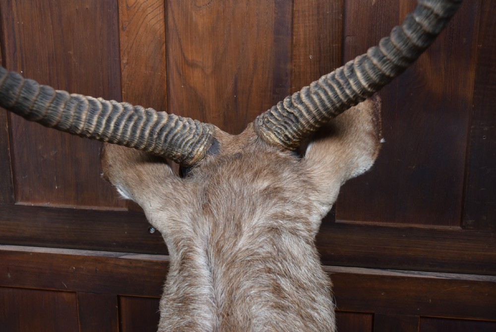 A taxidermy waterbuck shoulder mount featuring long, ridged, backward-curved horns, coarse greyish-brown fur, and white facial markings. View XIII
