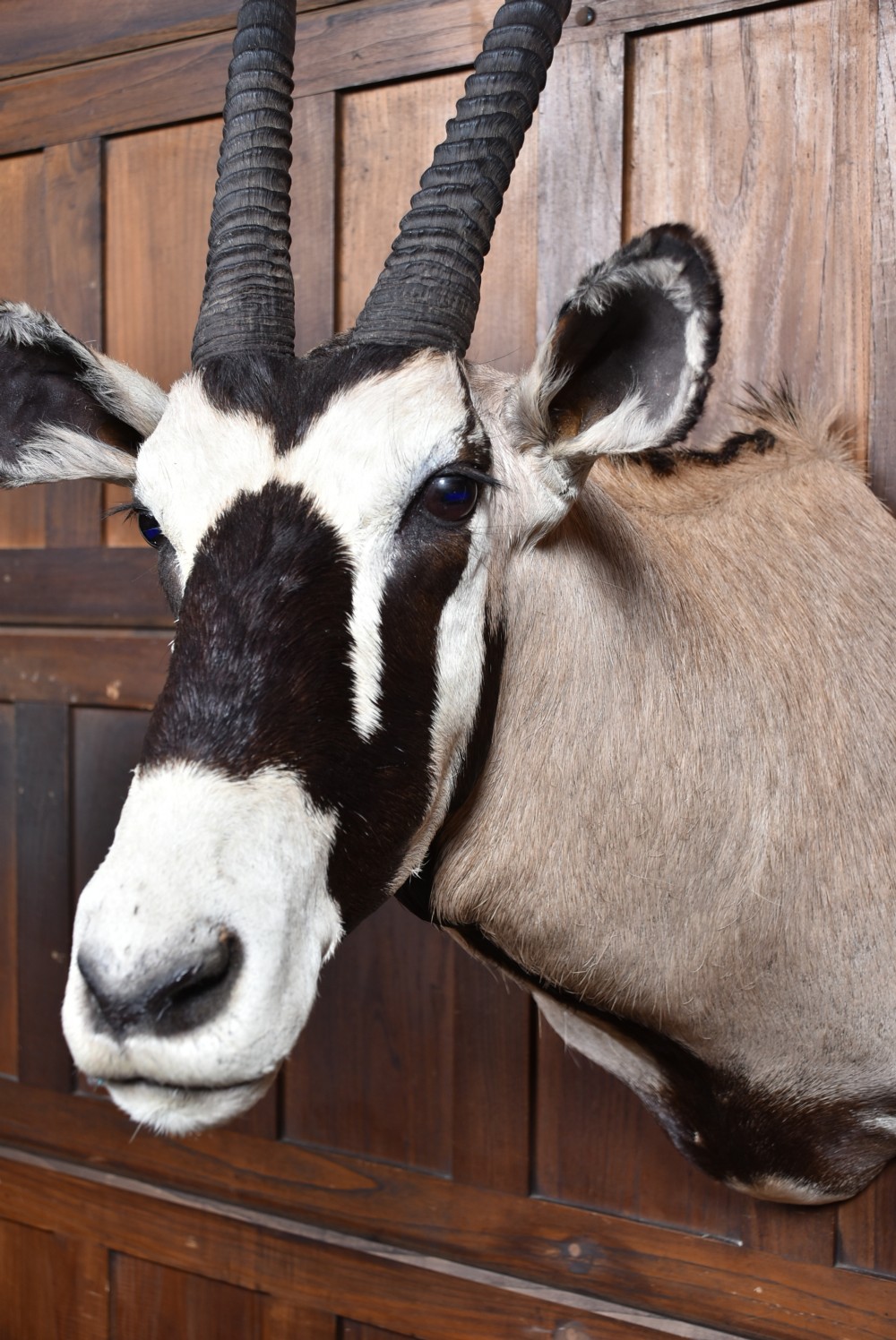 A wall-mounted taxidermy gemsbok shoulder mount featuring long V-shaped ridged horns and distinct black and white facial markings. View IV