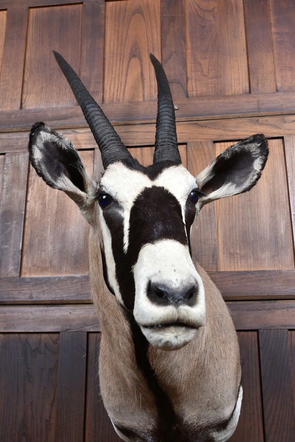 A wall-mounted taxidermy gemsbok shoulder mount featuring long V-shaped ridged horns and distinct black and white facial markings. View V