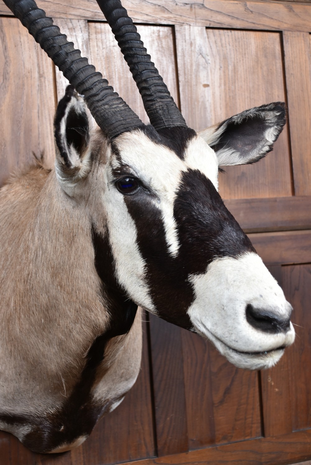 A wall-mounted taxidermy gemsbok shoulder mount featuring long V-shaped ridged horns and distinct black and white facial markings. View VII