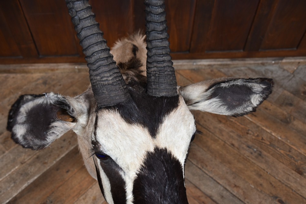 A wall-mounted taxidermy gemsbok shoulder mount featuring long V-shaped ridged horns and distinct black and white facial markings. View IX