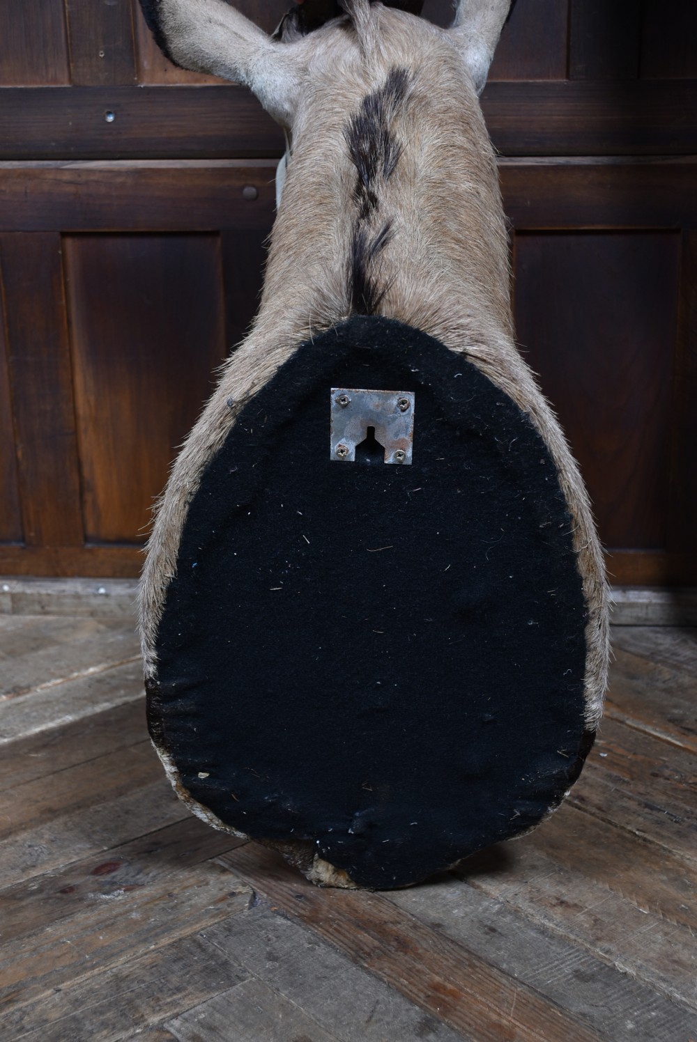 A wall-mounted taxidermy gemsbok shoulder mount featuring long V-shaped ridged horns and distinct black and white facial markings. View X