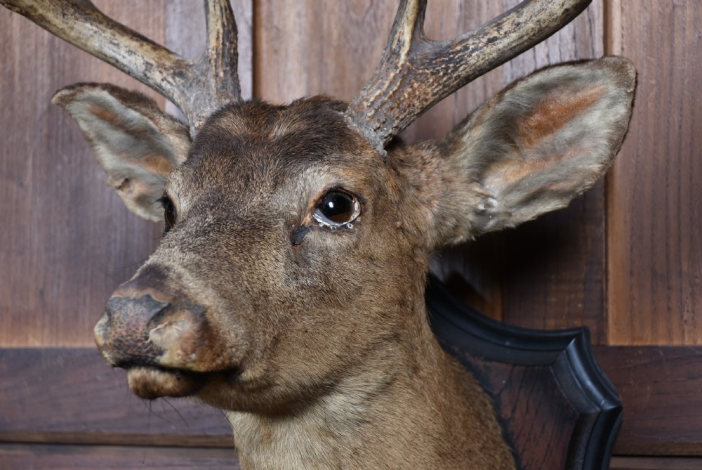 An eight-point whitetail deer shoulder taxidermy mount fixed to a dark wooden shield-shaped plaque. View IV