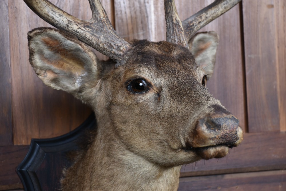 An eight-point whitetail deer shoulder taxidermy mount fixed to a dark wooden shield-shaped plaque. View VI