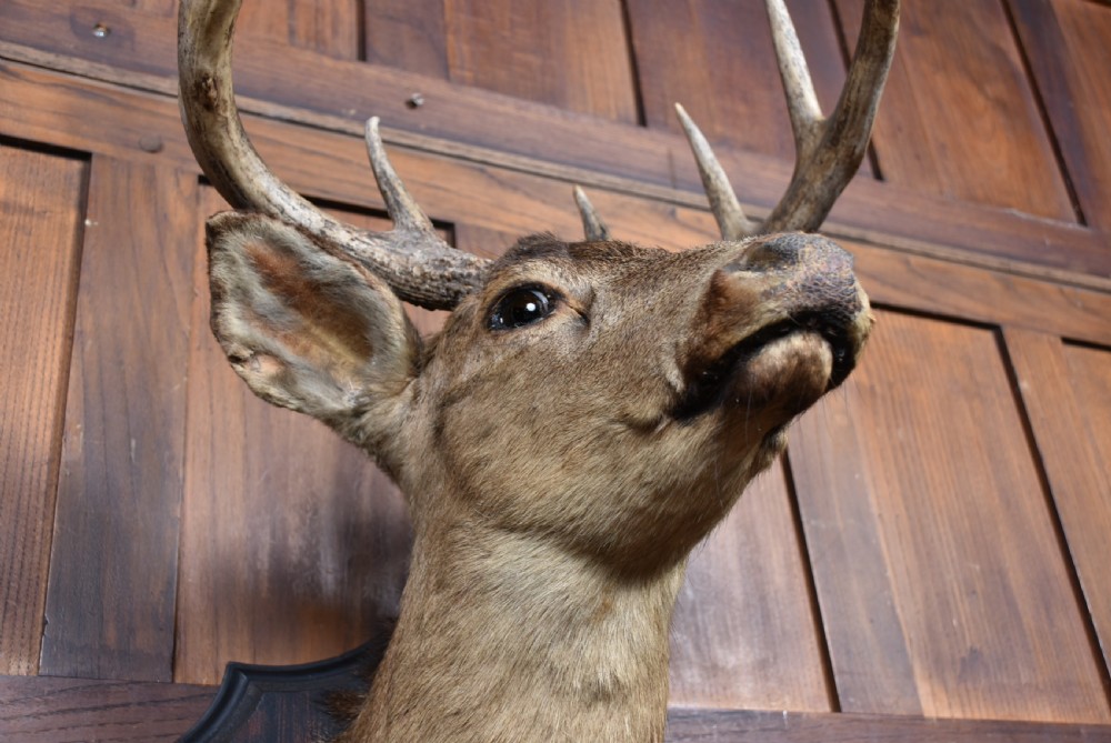 An eight-point whitetail deer shoulder taxidermy mount fixed to a dark wooden shield-shaped plaque. View IX