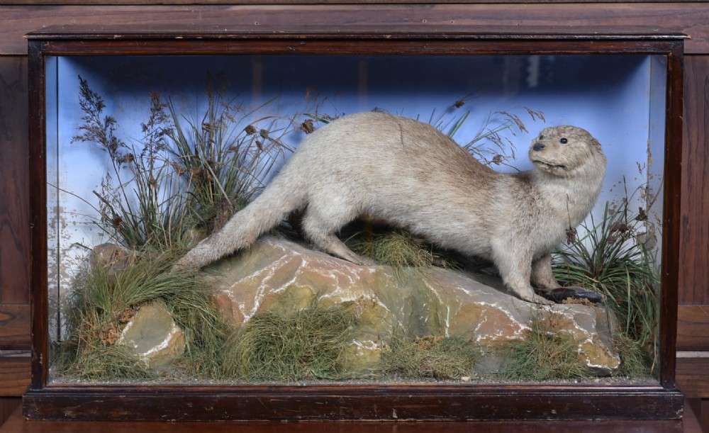 Taxidermy Otter by S. King