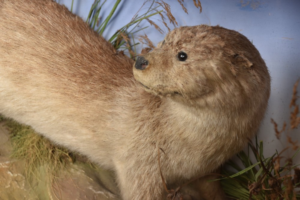 A taxidermy otter posed on a simulated riverbank rock with dried grasses inside a glazed dark wooden display case with a painted sky background. View II