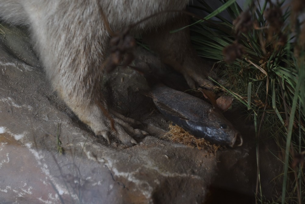 A taxidermy otter posed on a simulated riverbank rock with dried grasses inside a glazed dark wooden display case with a painted sky background. View III