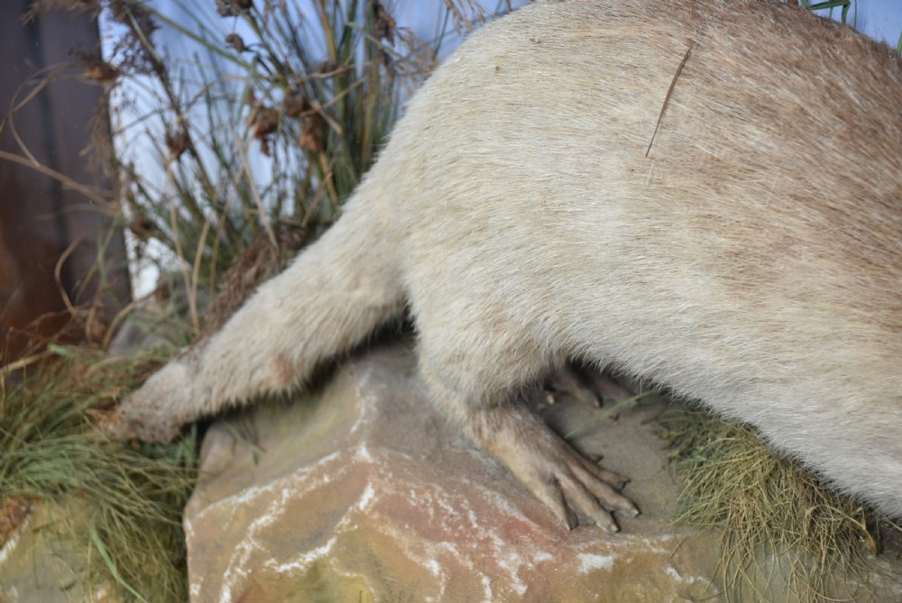 A taxidermy otter posed on a simulated riverbank rock with dried grasses inside a glazed dark wooden display case with a painted sky background. View IV