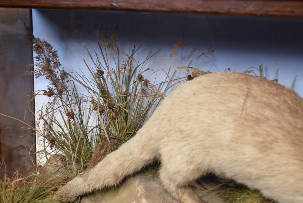 A taxidermy otter posed on a simulated riverbank rock with dried grasses inside a glazed dark wooden display case with a painted sky background. View V