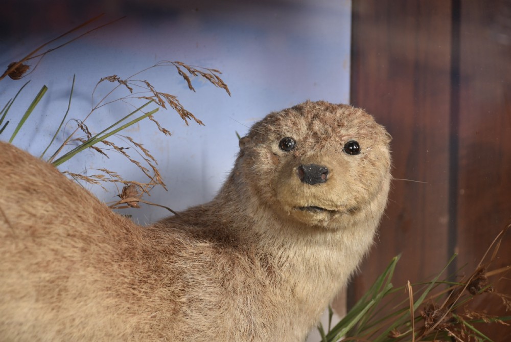 A taxidermy otter posed on a simulated riverbank rock with dried grasses inside a glazed dark wooden display case with a painted sky background. View VI
