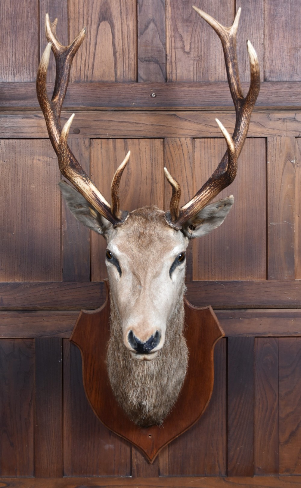 A taxidermy head mount of a red stag featuring multi-tined antlers set upon a shaped dark timber shield.