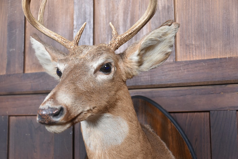 A taxidermy whitetail deer shoulder mount mounted on a dark wooden shield-shaped plaque featuring integrated hoof hooks holding a gun. View III
