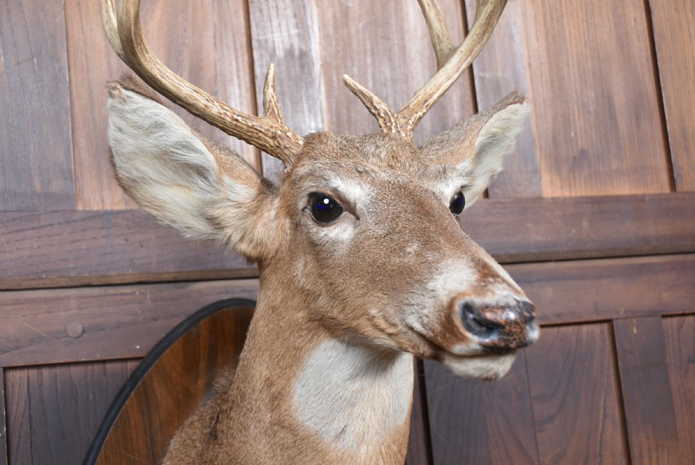 A taxidermy whitetail deer shoulder mount mounted on a dark wooden shield-shaped plaque featuring integrated hoof hooks holding a gun. View IV