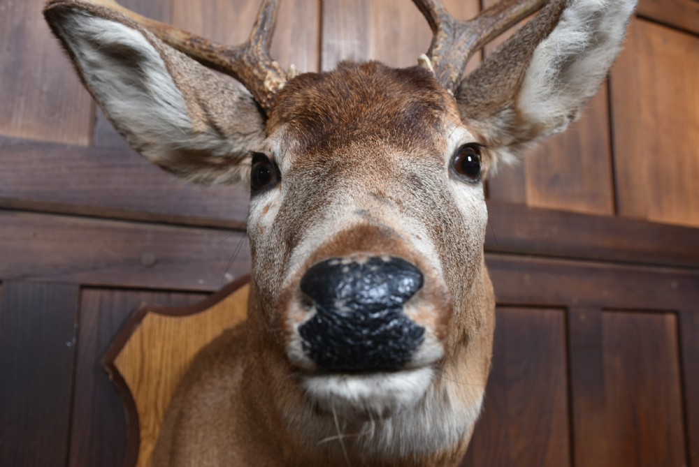 A taxidermy shoulder mount of an eight-point whitetail deer featuring natural antlers and mounted on a wooden shield board. View IV